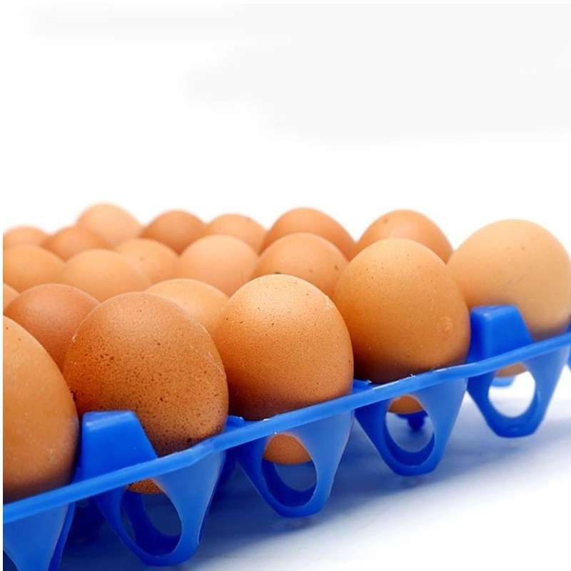 Pet Multifunctional Stackable Chicken Egg Trays -Pack of 5 (red)-29 cm