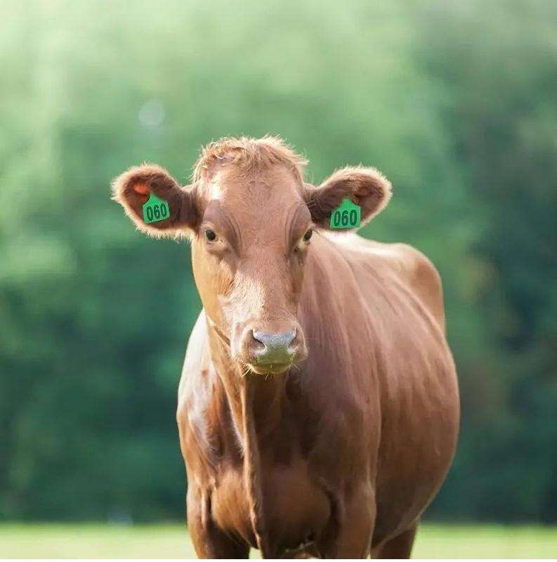 Cow Ear Tags Yellow-pack of 100, numbered 1-100