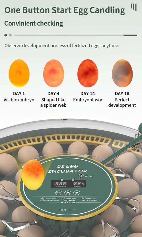 52 Egg Incubator -Dual Power