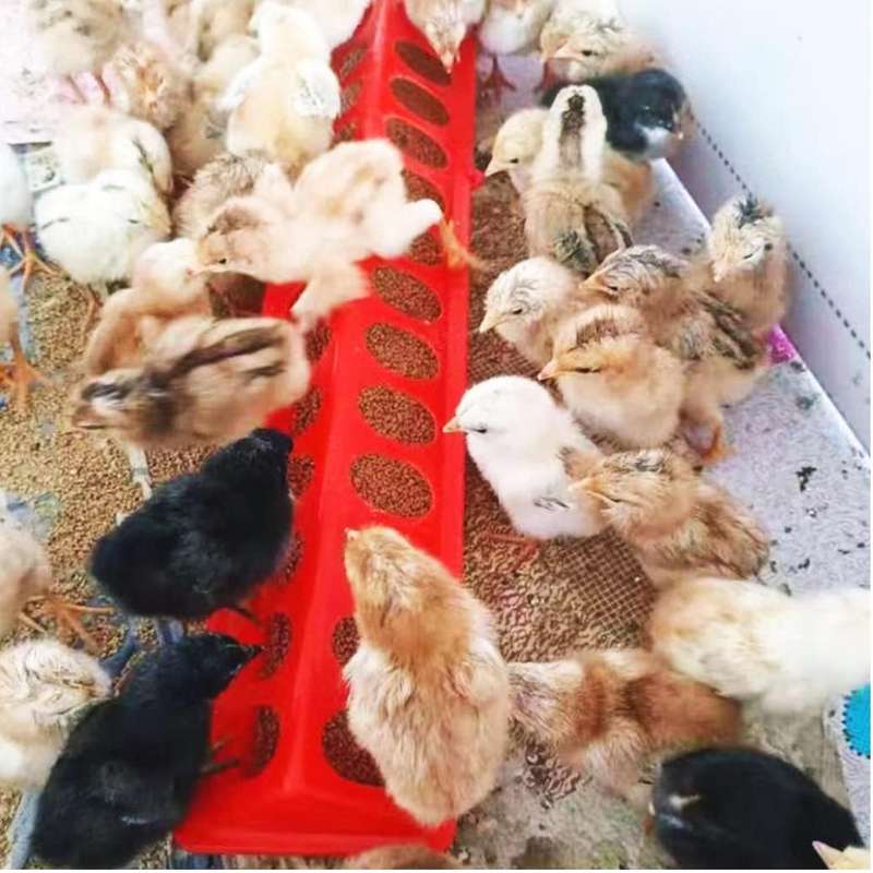 Red Hinged Chicken Feeder-50 cm long,28-hole plastic food dispenser. Pack of 5