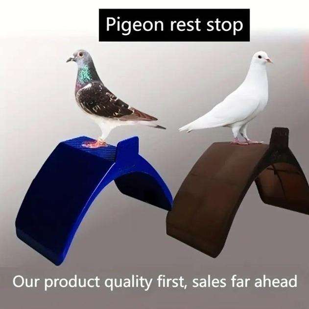 Pigeon Perches-Pack of 10