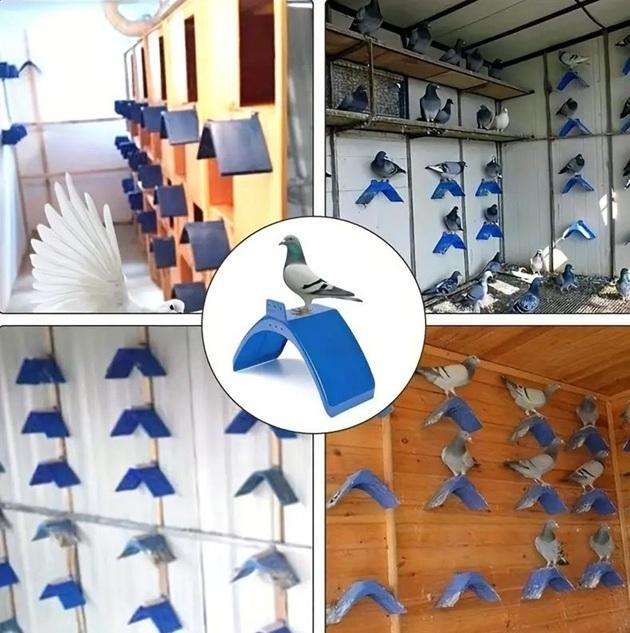 Pigeon Perches-Pack of 10