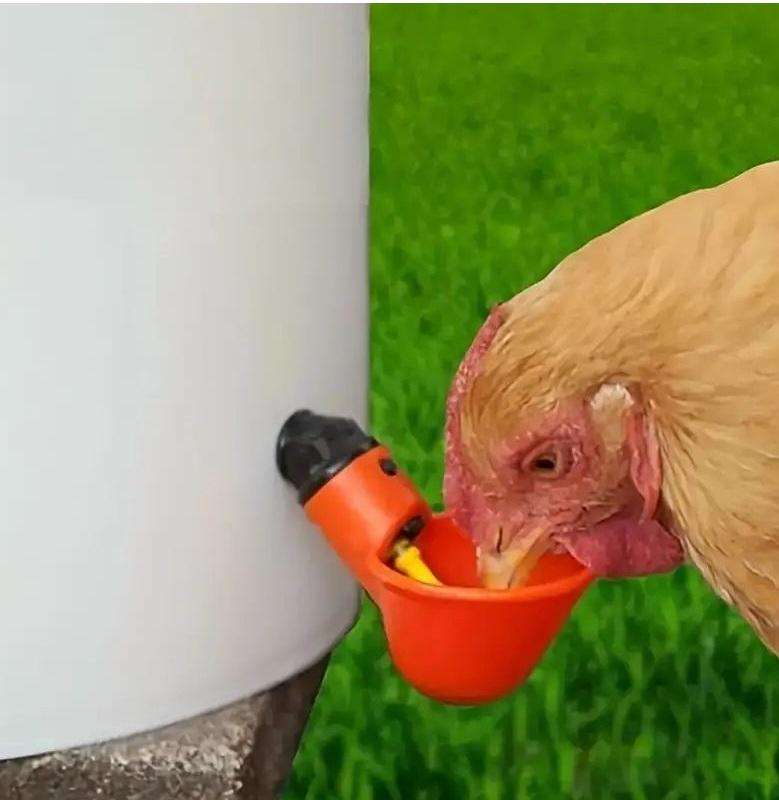 Poultry Drinking Cups