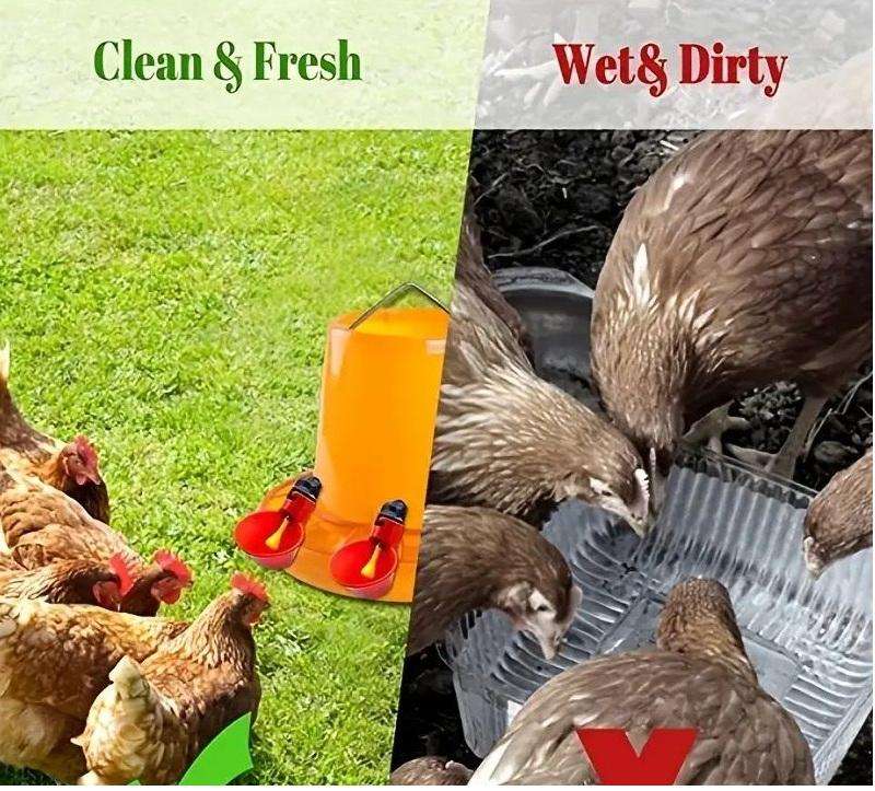 Poultry Drinking Cups