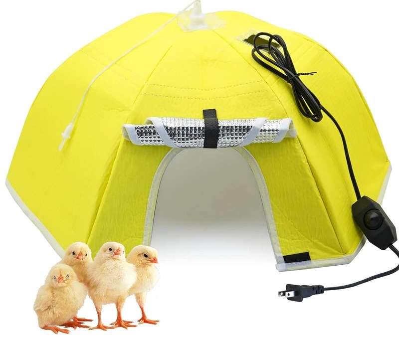 Yellow Umbrella Chick Brooder