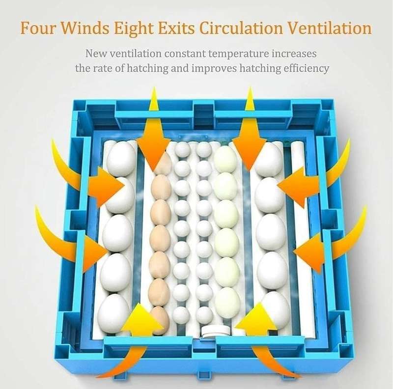 Blue 64 Egg Incubator-Dual Power