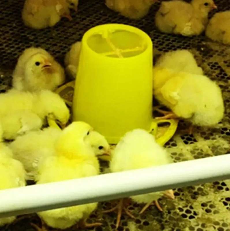 Yellow  Automatic Chick Feeders 75 Grams -Pack of 10
