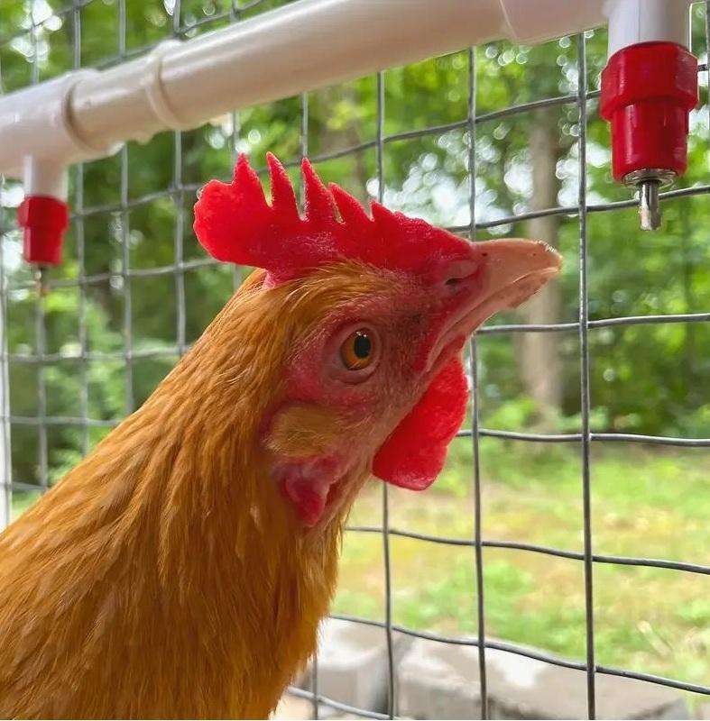 Chicken Waterer Nipples with PVC Tee Fittings-10 Pieces