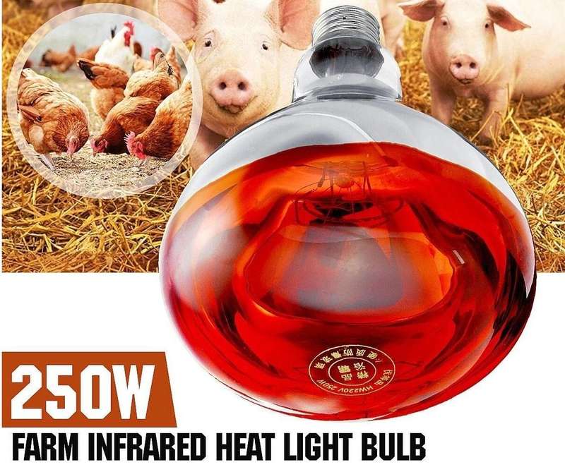 Heat Lights 250 watts -Pack of 4