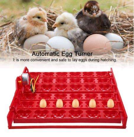 Egg Tray for Chicken or Quail Eggs with 220-volt Motor