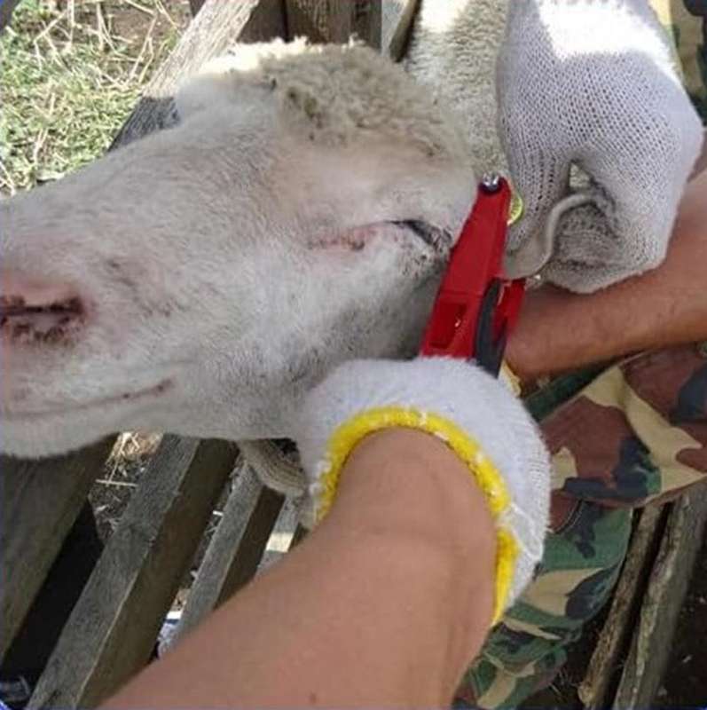 Ear Tag Applicator