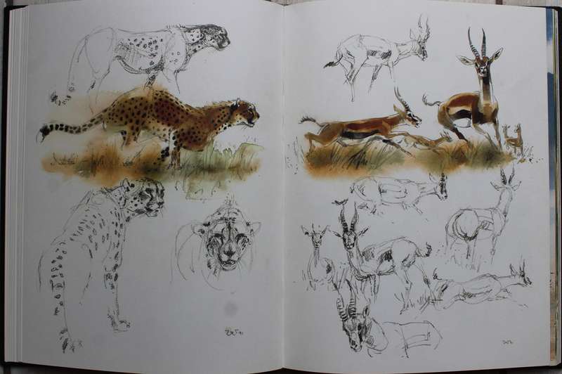SIGNED: Wildlife Impressions - Wolfgang Weber