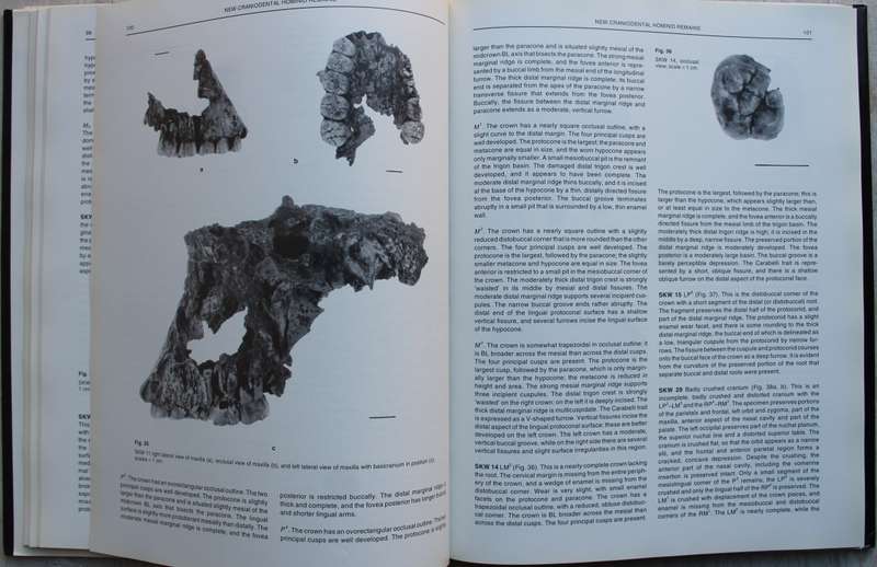 Swartkrans - A Cave's Chronicle of Early Man - Brain