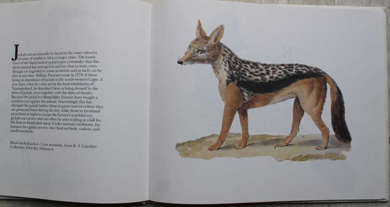 Africana Animals - Nicol