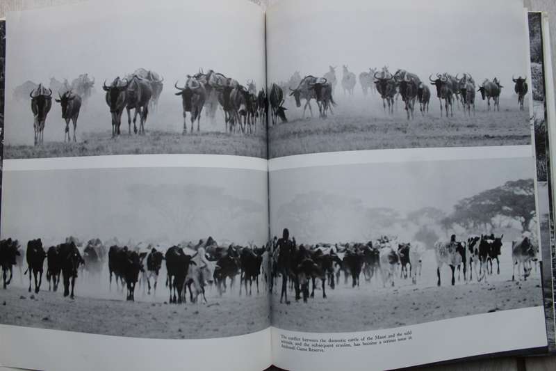 The Vanishing Herds - Patel