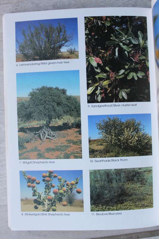 Die Kalahari en sy Plante - Pieter Van der Walt & Le Riche