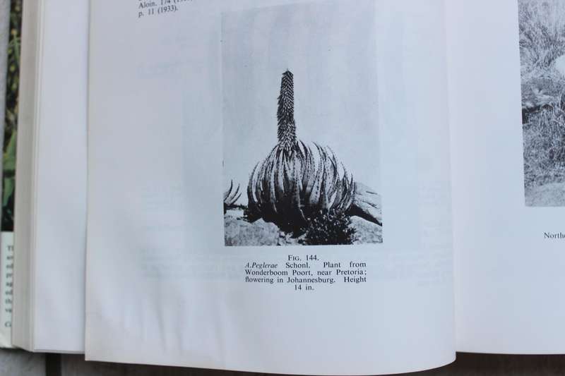 Reynolds' The ALOES of South Africa