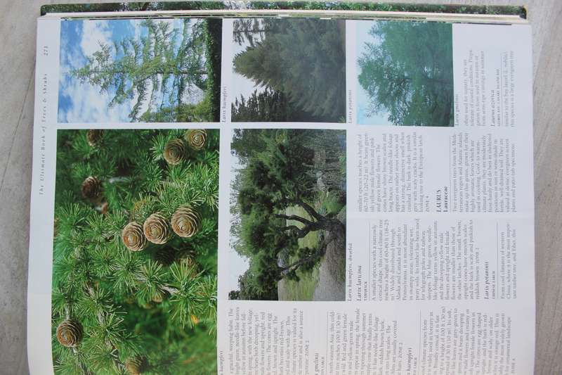 The Ultimate Book of Trees and Shrubs - Kristo Pienaar