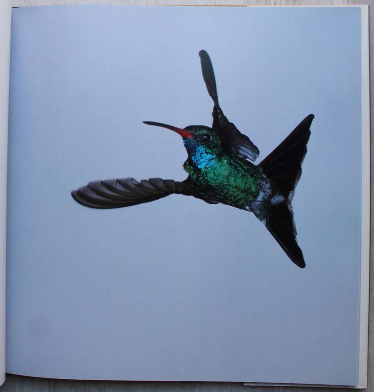 Hummingbirds - Keppelman
