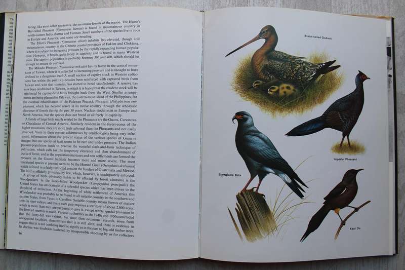 Birds at Risk - Whitlock