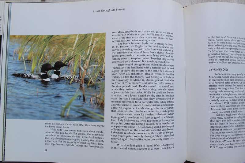 BIRDS - Loon Magic / Tom Klein