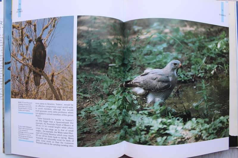 Eric Hosking's Birds of Prey of the World