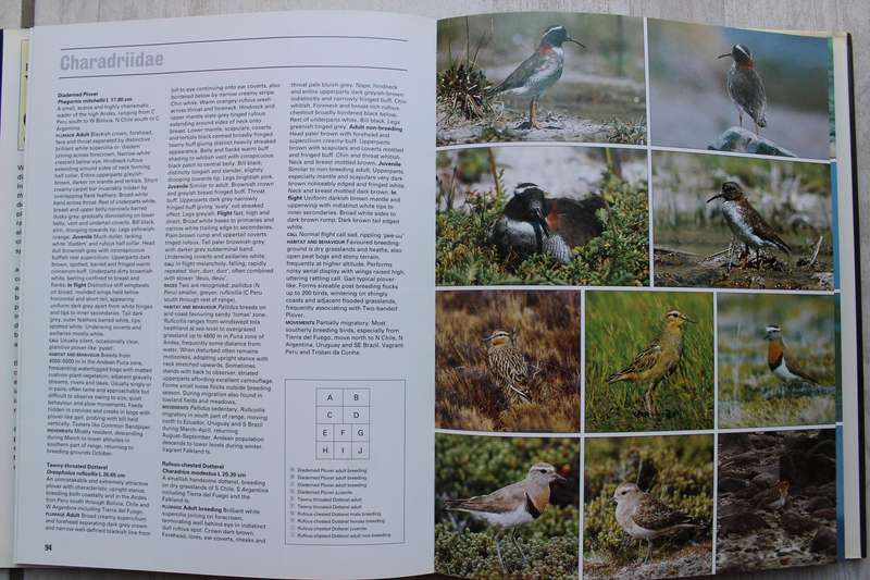 Photographic Guide to the Waders of the World- David Rosair