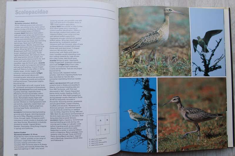 Photographic Guide to the Waders of the World- David Rosair