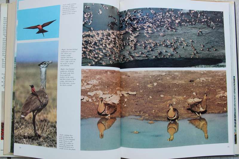 Birds of the Tropics / Burton