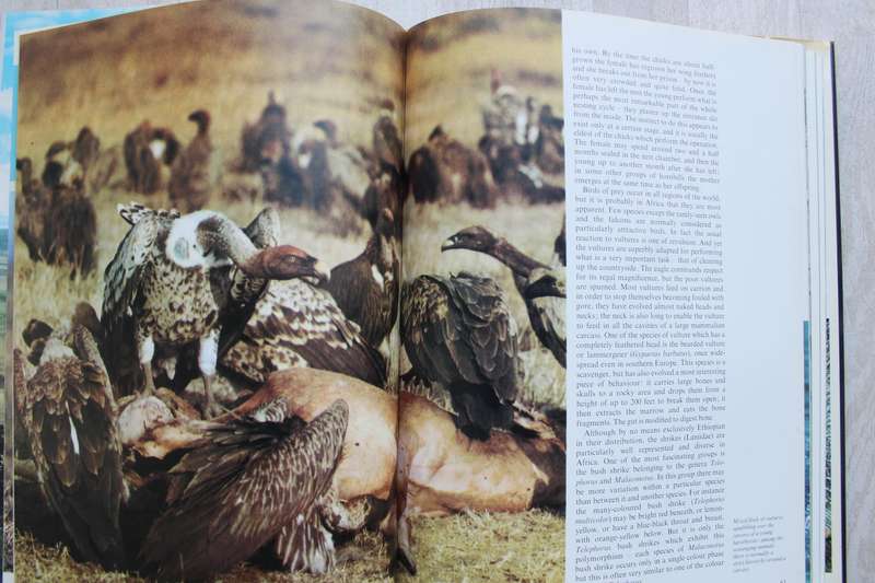 Birds of the Tropics / Burton