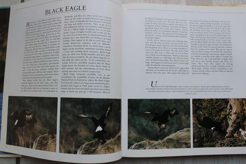Southern African birds of prey. Peter and Beverly Pickford and Warwick Tarboton