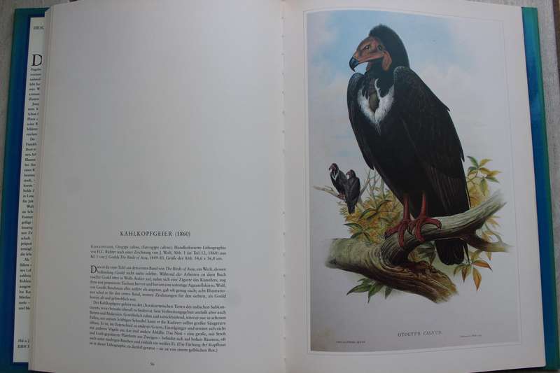 Raubvogel - Joseph Wolf / Die schonsten Natur-Grafiken