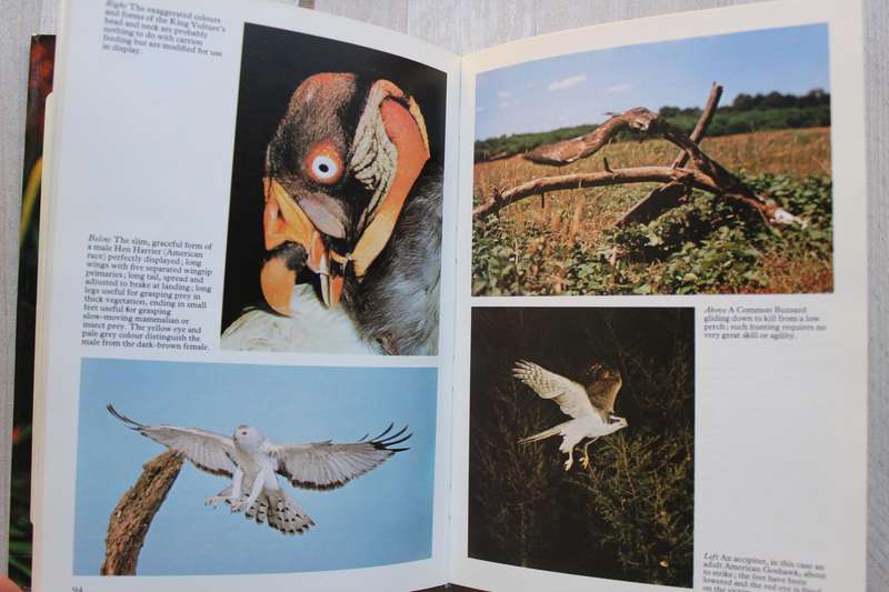 Birds of Prey: Their Biology and Ecology - Leslie Brown