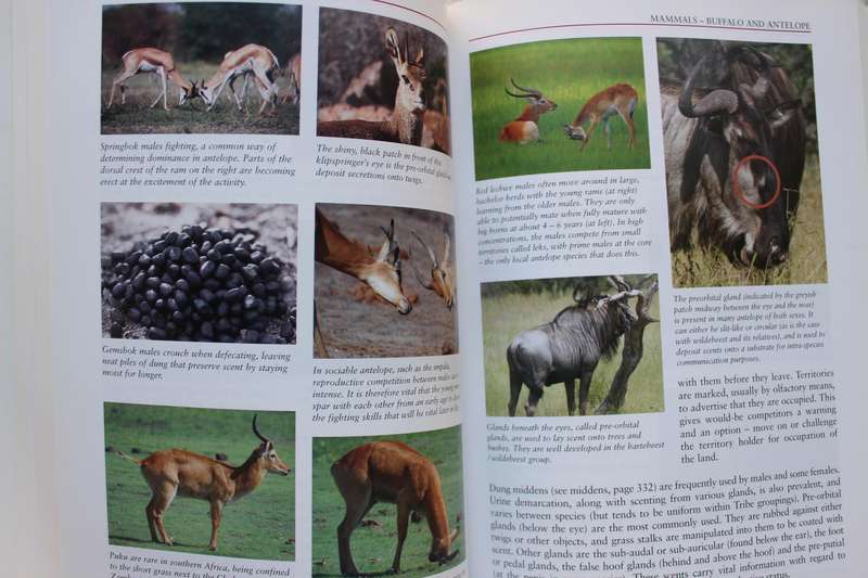 Beat About the Bush: Mammals / Garnaby