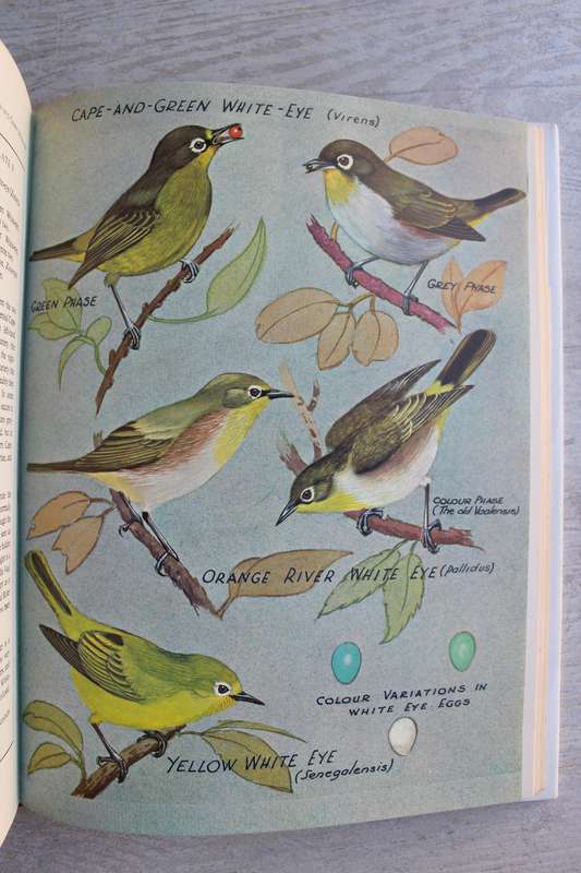 Sunbirds of Southern Africa: Also Sugarbirds, White-Eyes, and the Spotted Creeper (C.J. Skead)