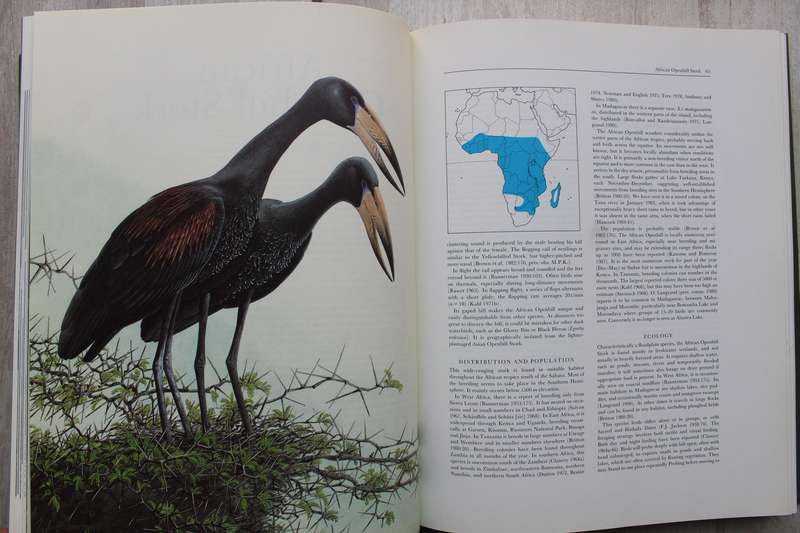 Storks, Ibises and Spoonbills of the World - Hancock