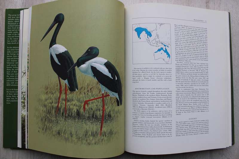 Storks, Ibises and Spoonbills of the World - Hancock