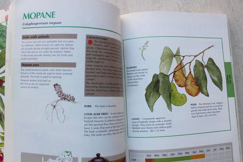 Sappi tree spotting: Lowveld tree identification made easy (Joan van Gogh)