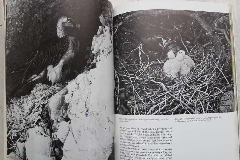 Eric Hosking's Birds - Fifty years of photographing wildlife