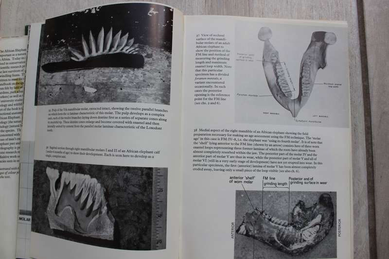 The Natural History of the African Elephant . Sylvia Sikes