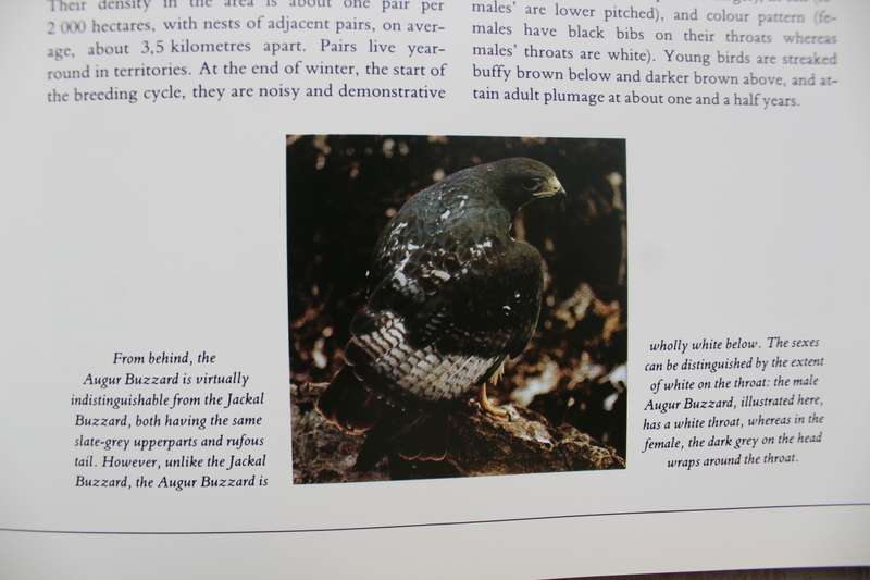 Southern African Birds of Prey by Pickford and Tarboton