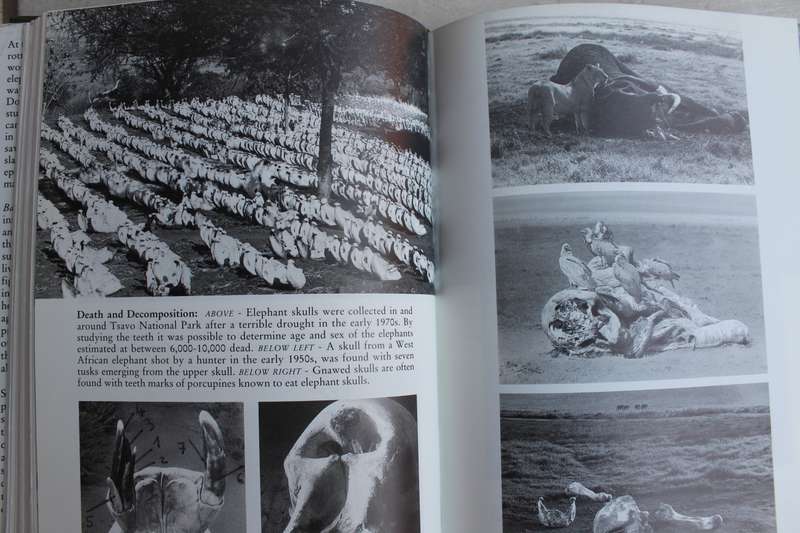 Battle for the Elephants - Iain Douglas-Hamilton
