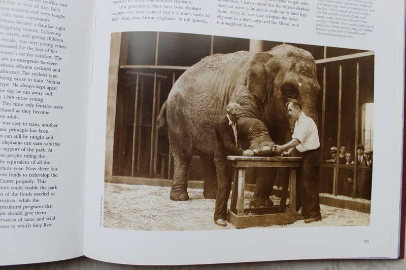 Elephants: Majestic Creatures of the Wild | Jeheskel Shoshani