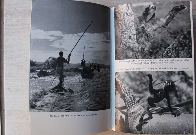 The Jungle and the Damned - Hassoldt Davis