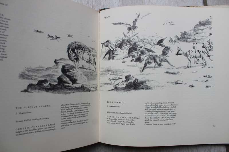 Portraits of the game & wild animals of Southern Africa - Cornwallis Harris, Captain W.