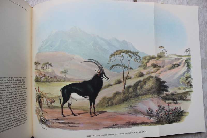 Portraits of the game & wild animals of Southern Africa - Cornwallis Harris, Captain W.