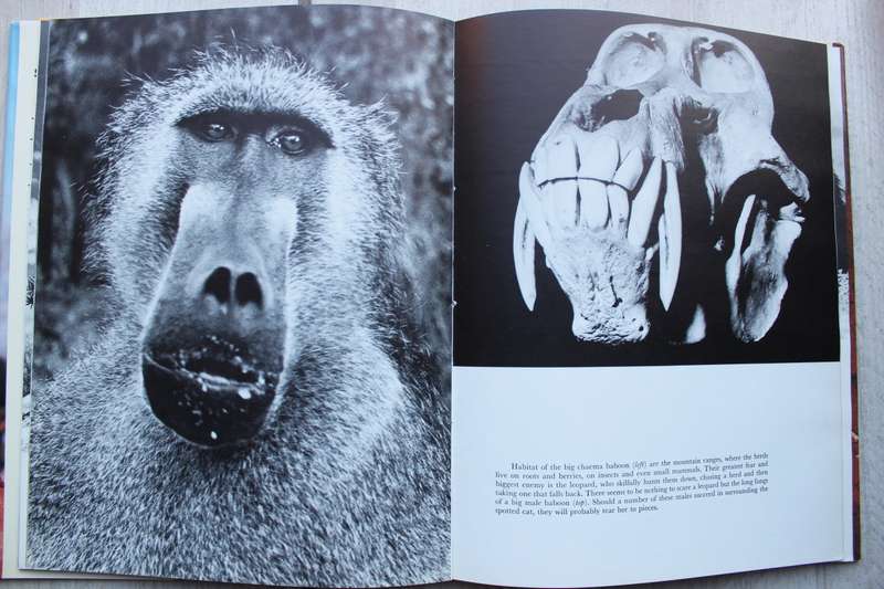 SIGNED: South West Africa - Land Between Two Deserts | Helmut zur Strassen