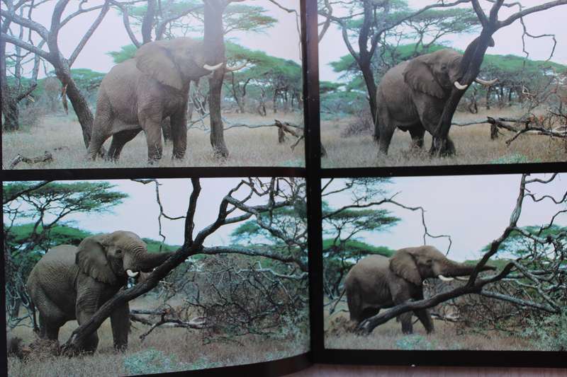 Elephants - Reinhard Kunkel