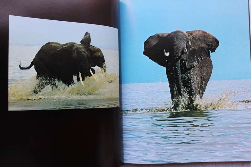 Elephants - Reinhard Kunkel