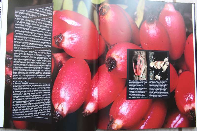 The Last Rain Forests: A World Conservation Atlas edited by Mark Collins